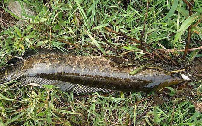 蛇头鱼吃什么食物？