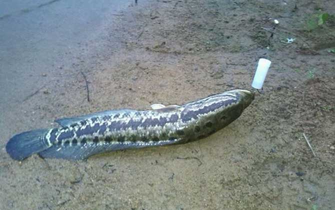 蛇头鱼是什么鱼？