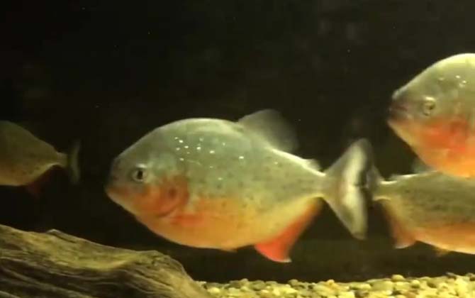 红腹水虎鱼是什么鱼？