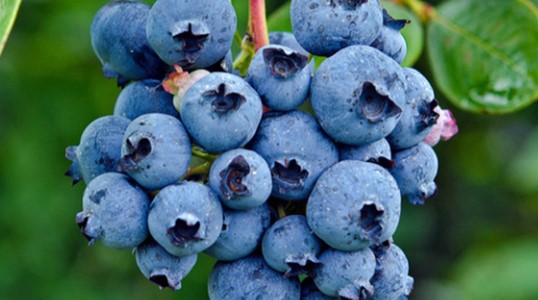 蓝莓不能和什么一起吃